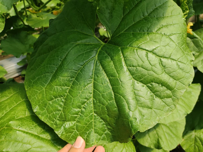 司普沃進(jìn)口水溶肥怎么樣？專業(yè)技術(shù)老師來解答。