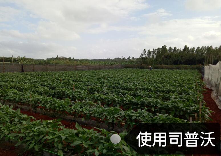 水溶肥的神奇奧秘，作物黃化也能治