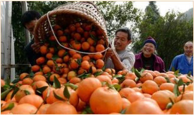 用對(duì)磷酸二氫鉀 讓你的作物成為別人家羨慕的對(duì)象！