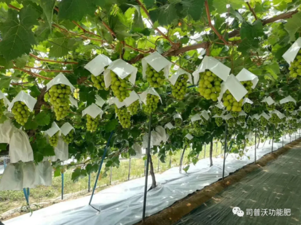 解密磷酸二氫鉀作用技巧，有些技巧你還真的不知道