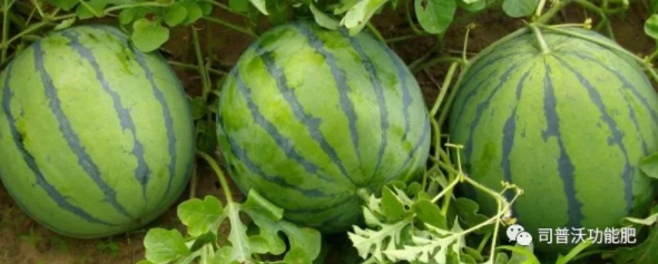 西瓜苗期6大殺手該如何防治？一定不要忽略這些病害