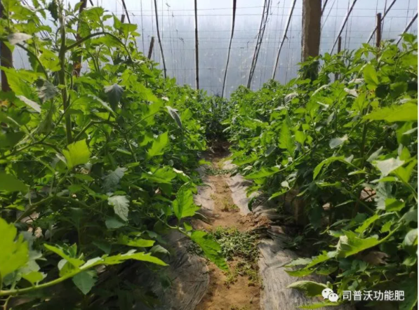 快扔掉控旺藥吧！“它”能起到控旺的作用，不僅效果顯著，也沒(méi)有肥害！