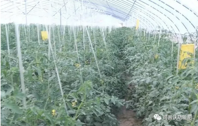 番茄卷葉不只是因?yàn)楦邷睾洼喿髂敲春?jiǎn)單，葉片“向上卷”和“向下卷”也不一樣！