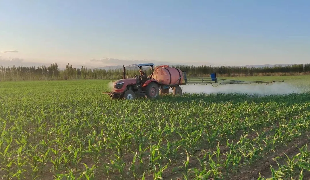 如何防止玉米倒伏？做好這三點(diǎn)*關(guān)鍵?。?！