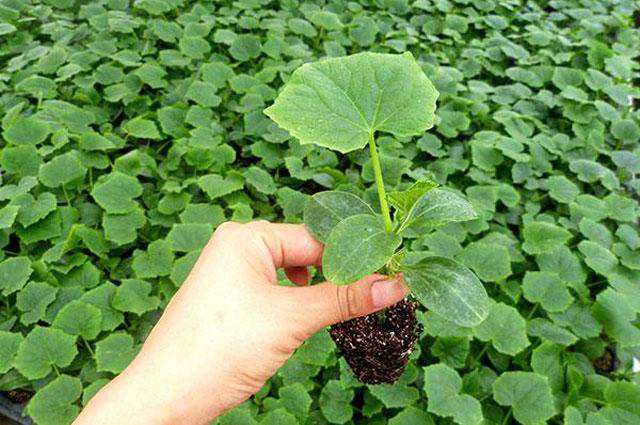 越夏黃瓜旺長(zhǎng)徒長(zhǎng)怎么辦?司普沃教您一招有效解決。