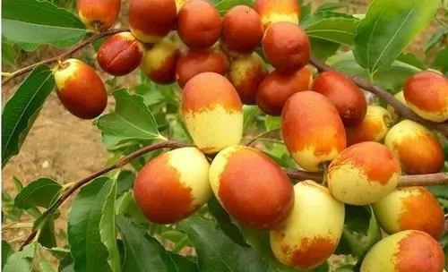 棗樹出現(xiàn)裂果，是什么原因，來聽聽司普沃是怎樣說的