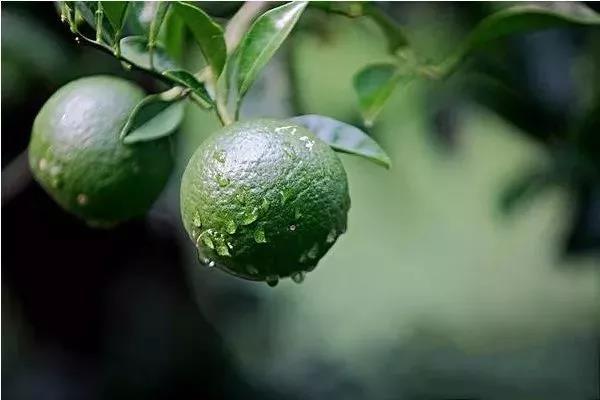 柑橘果實偏小，不知道如何選肥料，來看司普沃這篇文章