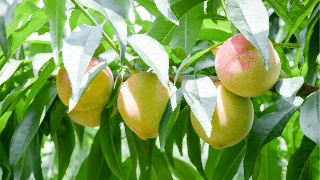 果實膨大期，遇持續(xù)降雨，怎么辦？司普沃來幫您