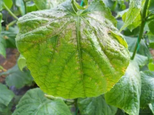 出現(xiàn)肥害的原因有很多，應(yīng)該怎樣解決呢？速看司普沃這篇文章！