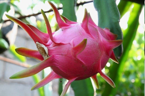 暴雨之后，火龍果園被淹！司普沃幫您進(jìn)行災(zāi)后補(bǔ)救