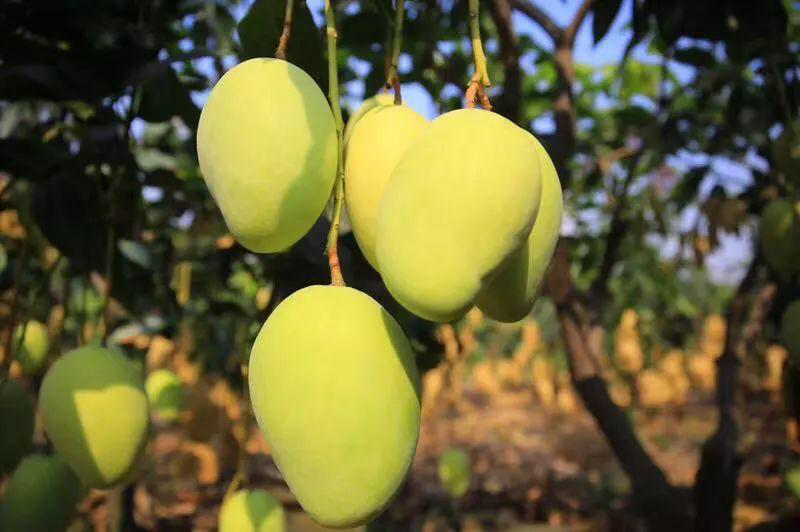 芒果落果嚴(yán)重，卻又得不到解決？司普沃來(lái)幫忙