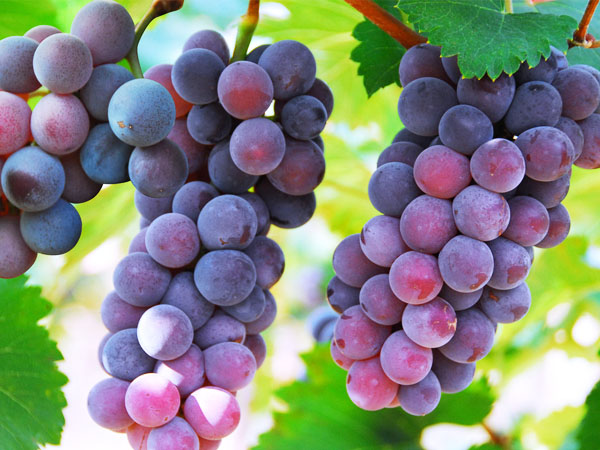 葡萄轉(zhuǎn)色期，突遇到返青怎么辦？司普沃幫您有效解決