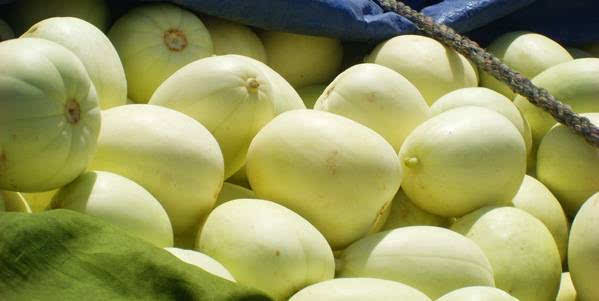 甜瓜出現(xiàn)早衰，司普沃告訴您早衰原因和防治措施，速看！