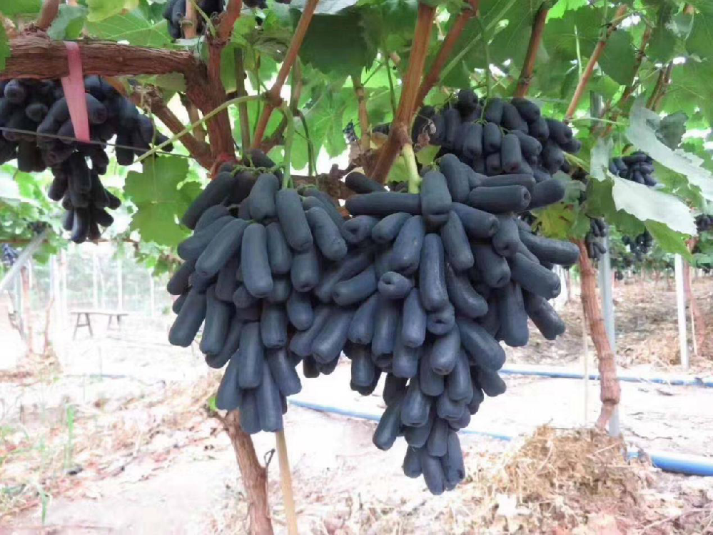 種植藍(lán)寶石葡萄，怎么使其高產(chǎn)呢？速看司普沃這篇文章
