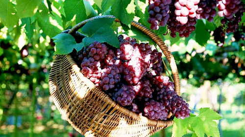 葡萄出現(xiàn)軟果？不知道原因？快與司普沃一起來尋找答案吧