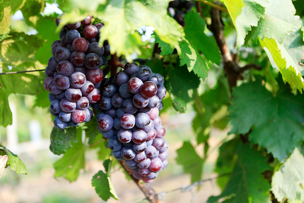 如何促進(jìn)葡萄著色，司普沃教您幾招，速看！