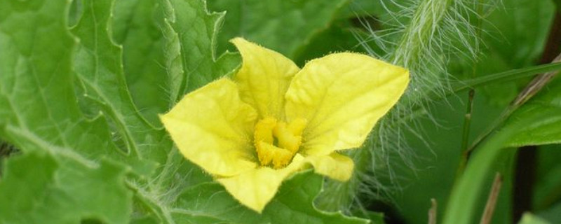 西瓜雄花無粉？這可嚴(yán)重了，與司普沃一起來看看該怎樣解決