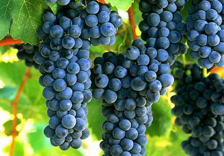 葡萄采收前一定要補(bǔ)充鈣，為什么呢？快與司普沃一起來看看