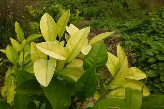 柑橘黃化是什么原因？我們該怎樣解決？速看司普沃這篇文章