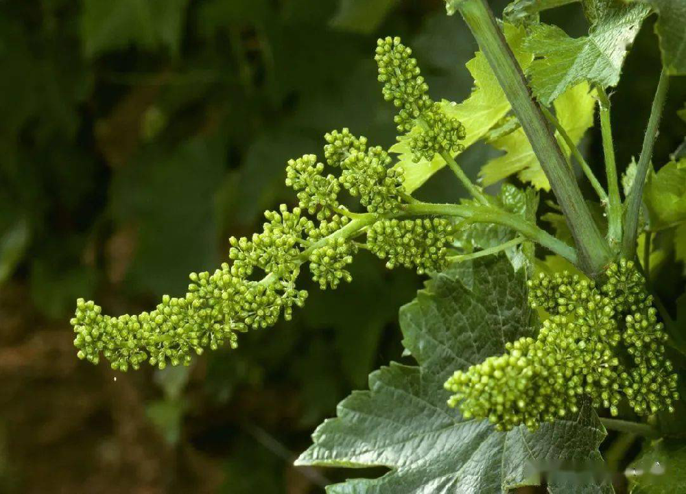 葡萄的花芽分化過程和管理，你了解多少呢？快與司普沃一起來看看