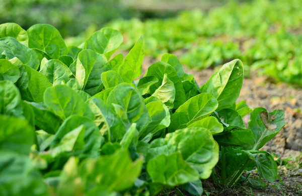 蔬菜根系弱、花少、病害多，怎么辦？與司普沃一起來(lái)看看