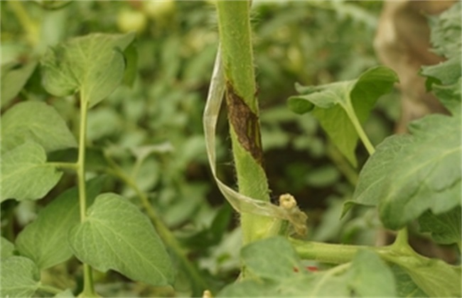 番茄芽枯病是啥原因造成的，又該怎么防治？司普沃為您輕松解決