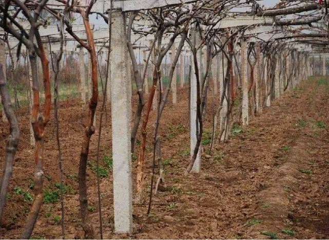 司普沃淺談獼猴桃潰瘍病防治技術(shù)與管理