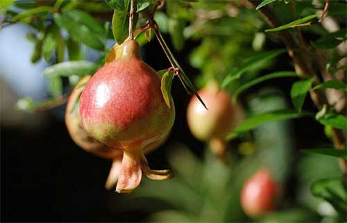 番石榴立枯?。ǜ煽莶。┰趺捶乐?？司普沃為您解決