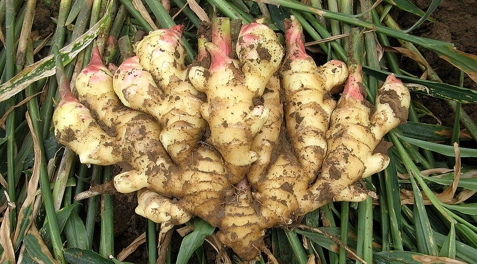 大姜想獲得高產(chǎn)，但死棵嚴重怎么辦？司普沃來幫您