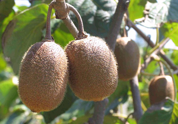 獼猴桃葉子盛、坐果少，什么原因？與司普沃一起尋找答案