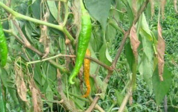 辣椒青枯病有哪些危害？又當如何防治？司普沃為您解答