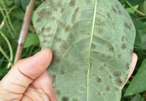 司普沃淺談豆角葉霉病的為害癥狀、發(fā)生原因及防治措施