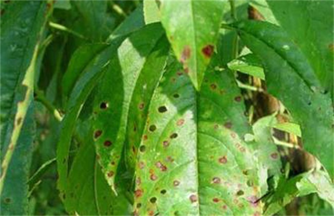 司普沃淺談桃樹炭疽病的癥狀、病原、發(fā)生規(guī)律及防治措施