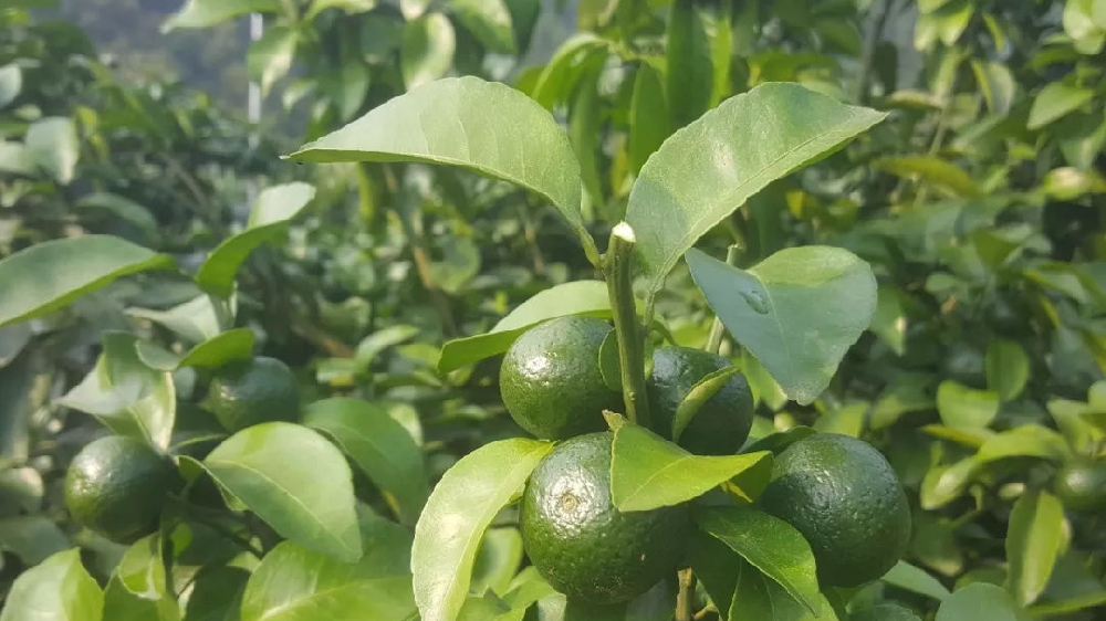 砂糖橘秋梢竟不老熟！這危害夠受嗎？司普沃來幫您