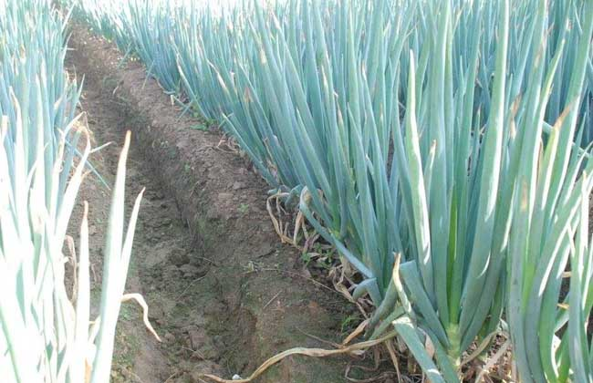 大蔥霜霉病的癥狀是什么？如何防治大蔥霜霉??？ 司普沃給出了答案。