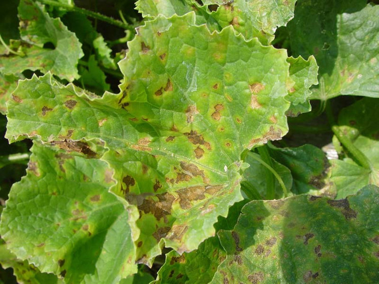 哈密瓜細菌性葉斑病如何防治？司普沃為您解答