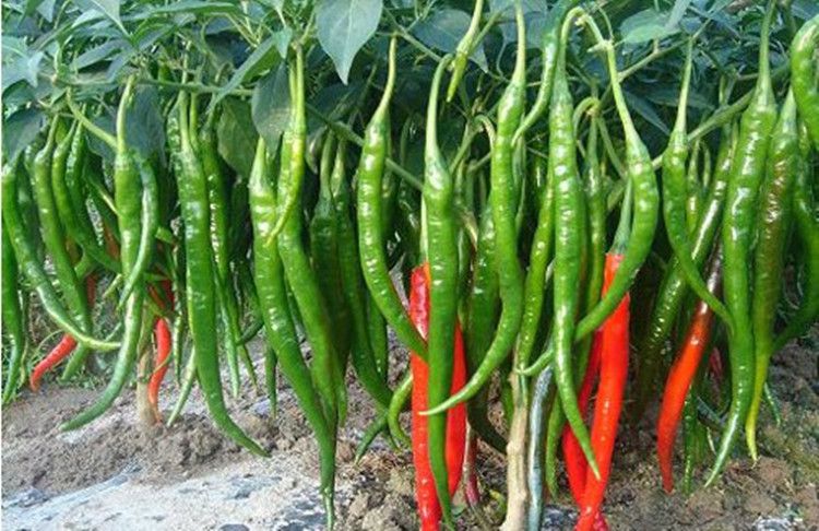 溫室大棚辣椒出現(xiàn)死棵，趕快找原因和方法！司普沃幫您減少損失