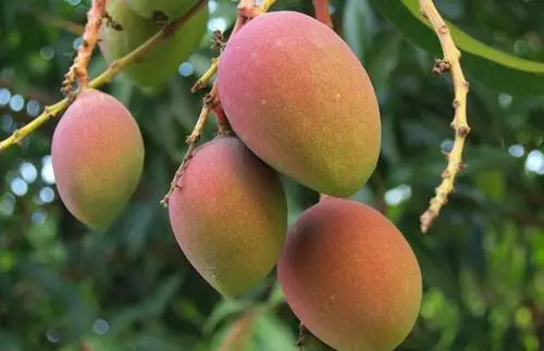 種植芒果不僅單靠田間管理，選用好的肥料也很關(guān)鍵