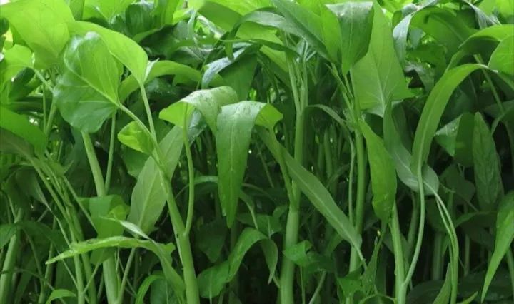空心菜炭蛆病有哪些癥狀？應(yīng)當(dāng)如何防治？下面司普沃為您解答