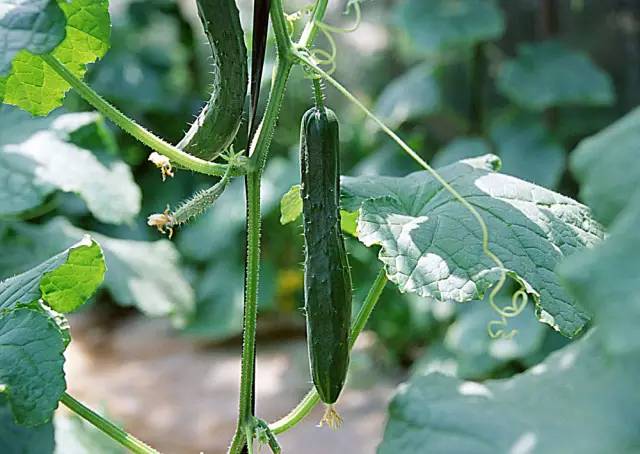 黃瓜結(jié)瓜盛期歇茬了，什么原因，如何治