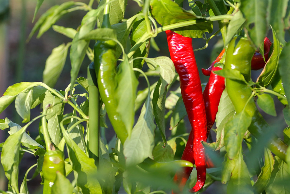 辣椒出現(xiàn)落花落果，原因和防治方法來了，速看