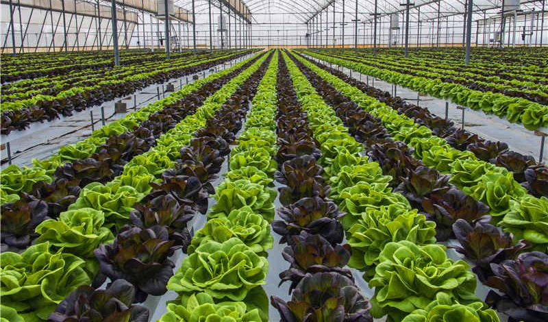 【速看】低溫環(huán)境下，蔬菜定植要注意什么