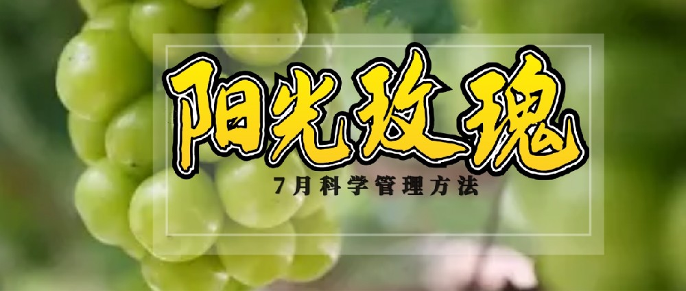 7 月，陽光玫瑰種植管理的黃金時刻