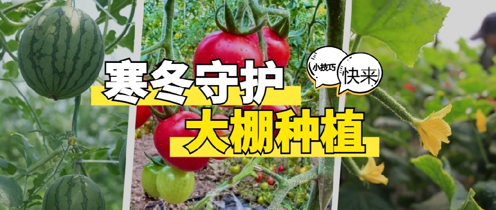 寒冬守護：大棚種植管理的科學小技巧